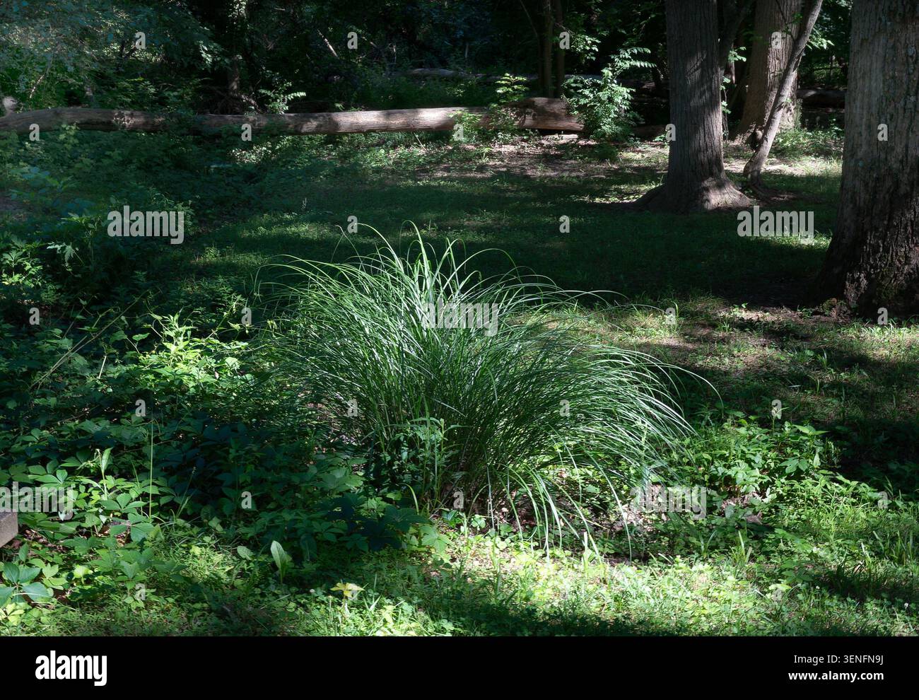 Una vista di graminacee ornamentali in un parco rurale Foto Stock