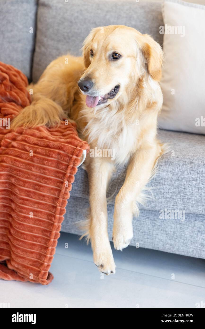 Cane Golden retriever disteso su un divano grigio chiaro a casa con coperta arancione, cuscino leggero, pavimento pallido Foto Stock