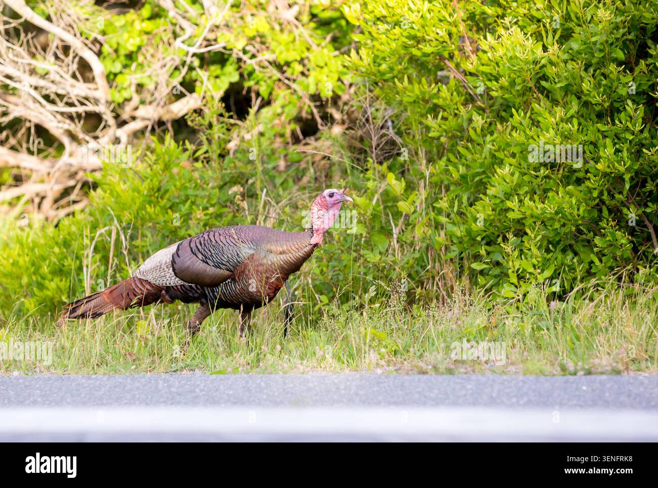 Un adulto adulto adulto adulto adulto selvaggio tacchino (Meleagris gallopavo) che si occupa di foraggio presso Assateague Island National Seashore, Maryland Foto Stock