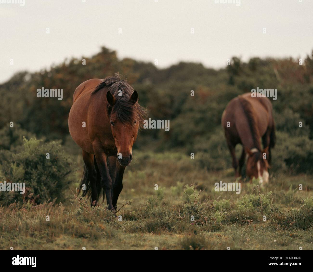 Due cavalli della baia che pascolano liberamente in un paesaggio erboso naturale, con un cavallo che si avvicina alla macchina fotografica e un altro che si nutre sullo sfondo. Foto Stock