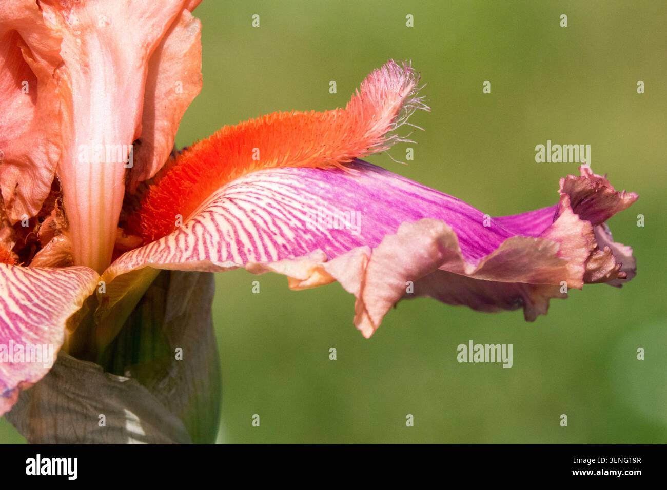 Fiore rosa e viola con una barba arancione di Iris alta barba barba "Fuzzy Wuzzy Rocket" Foto Stock