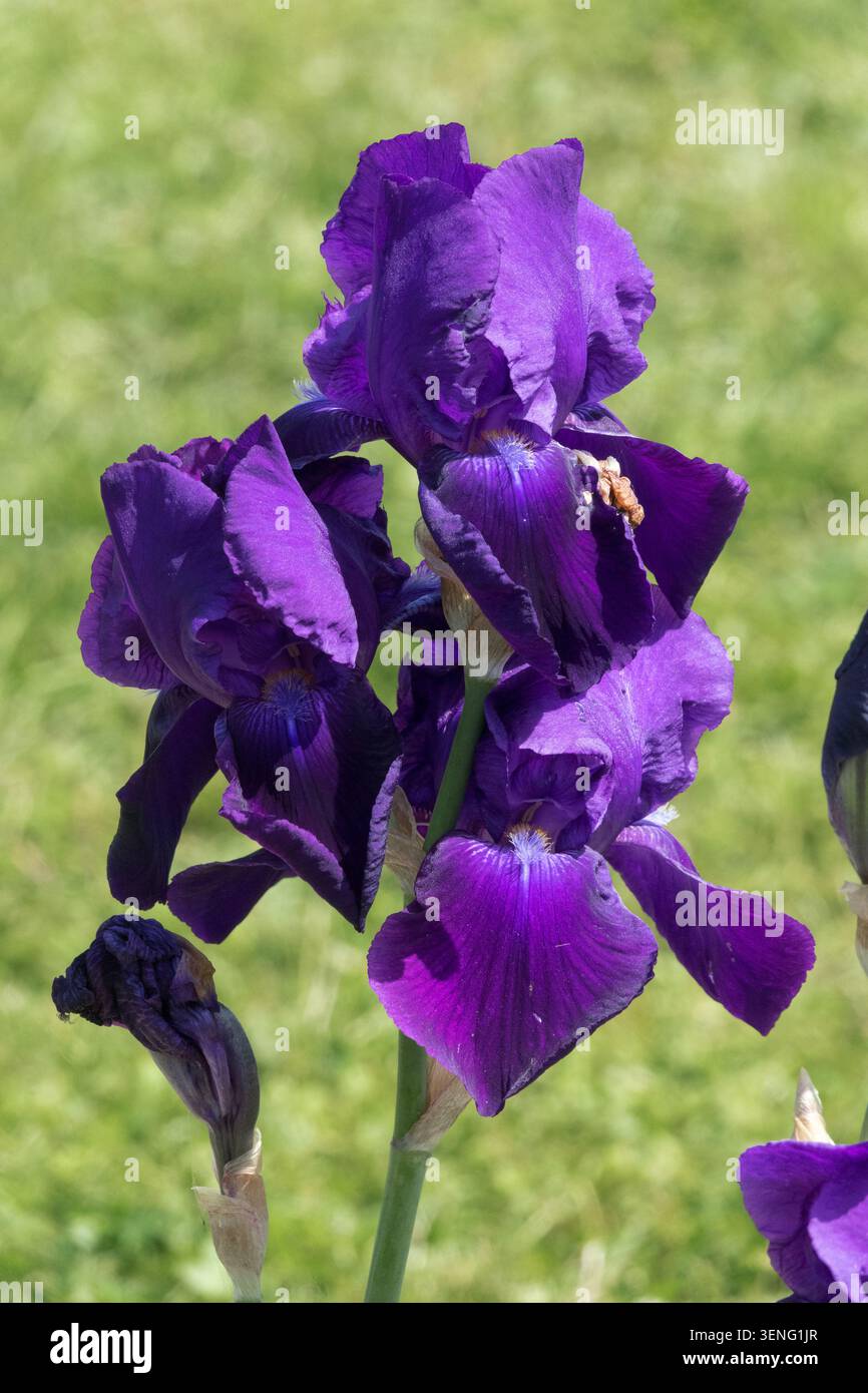 Fiore di Iris viola "Gilston Guitar" Foto Stock