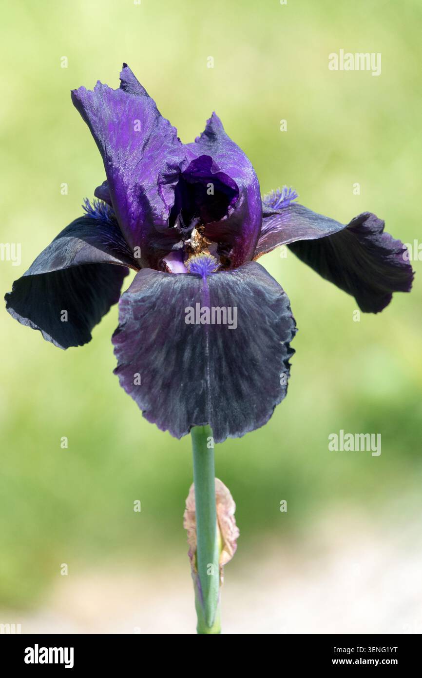 Iris con barba alta "Storm Warning", Purple Dark, Iris Flower Foto Stock