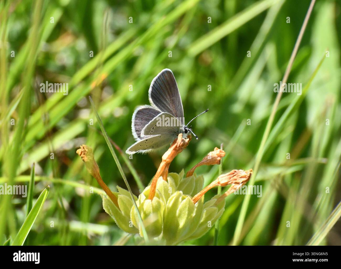 Small Blue Butterfly 'Cupido minimus' su un Cowslip 'Primula veris' sulle colline del Wiltshire vicino a Warminster. Foto Stock
