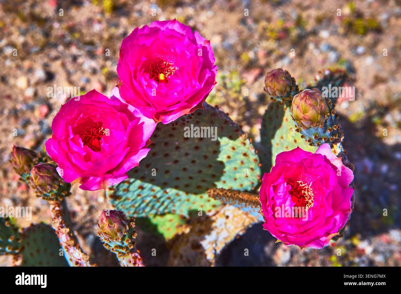 Vibranti fiori di Cactus rosa che fioriscono su Prickly Pads nella sorgente del deserto illuminata dal sole Foto Stock