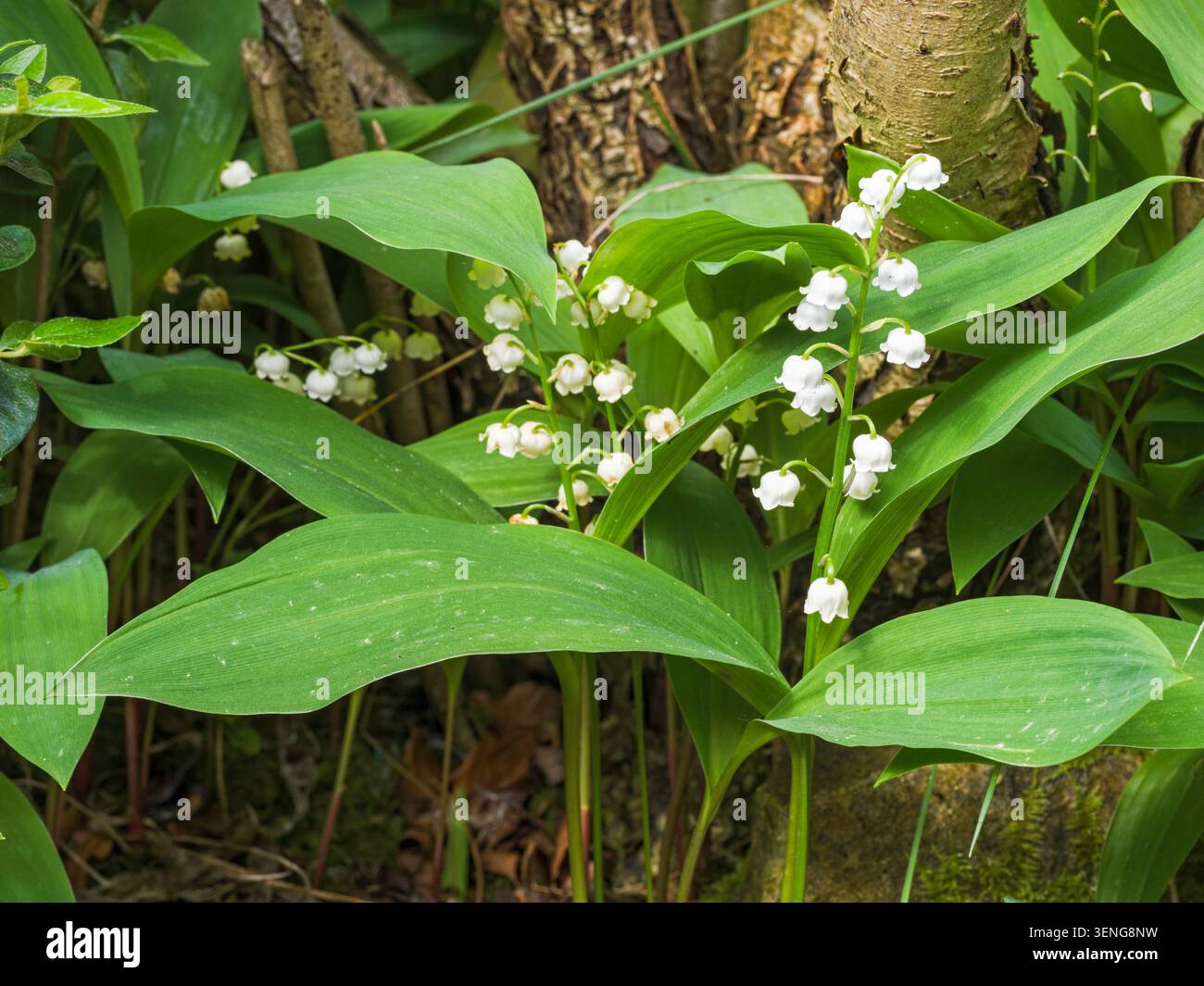 Fiori a campana e foglie del giglio della pianta della valle, Convallaria majalis. Foto Stock