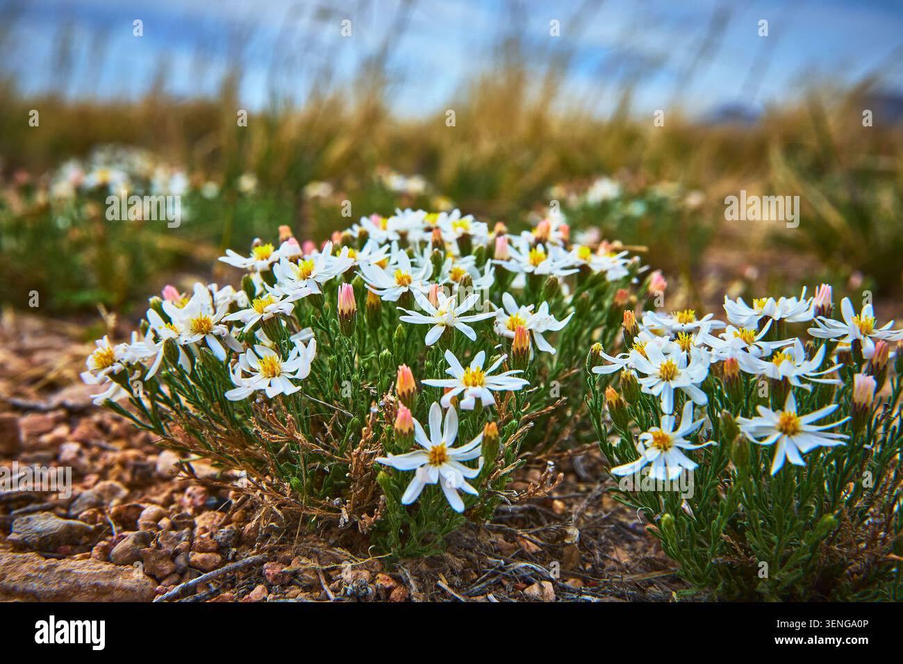 I fiori selvatici del deserto fioriscono su Rocky Ground in Arizona, in primavera, da vicino Foto Stock