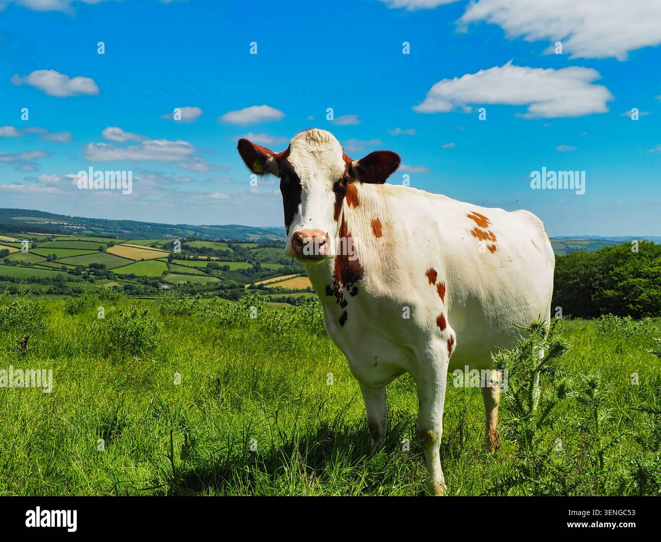 Una bella e tranquilla vacca dell'Ayrshire in una fattoria biologica di Dartmoor, Devon. Foto Stock