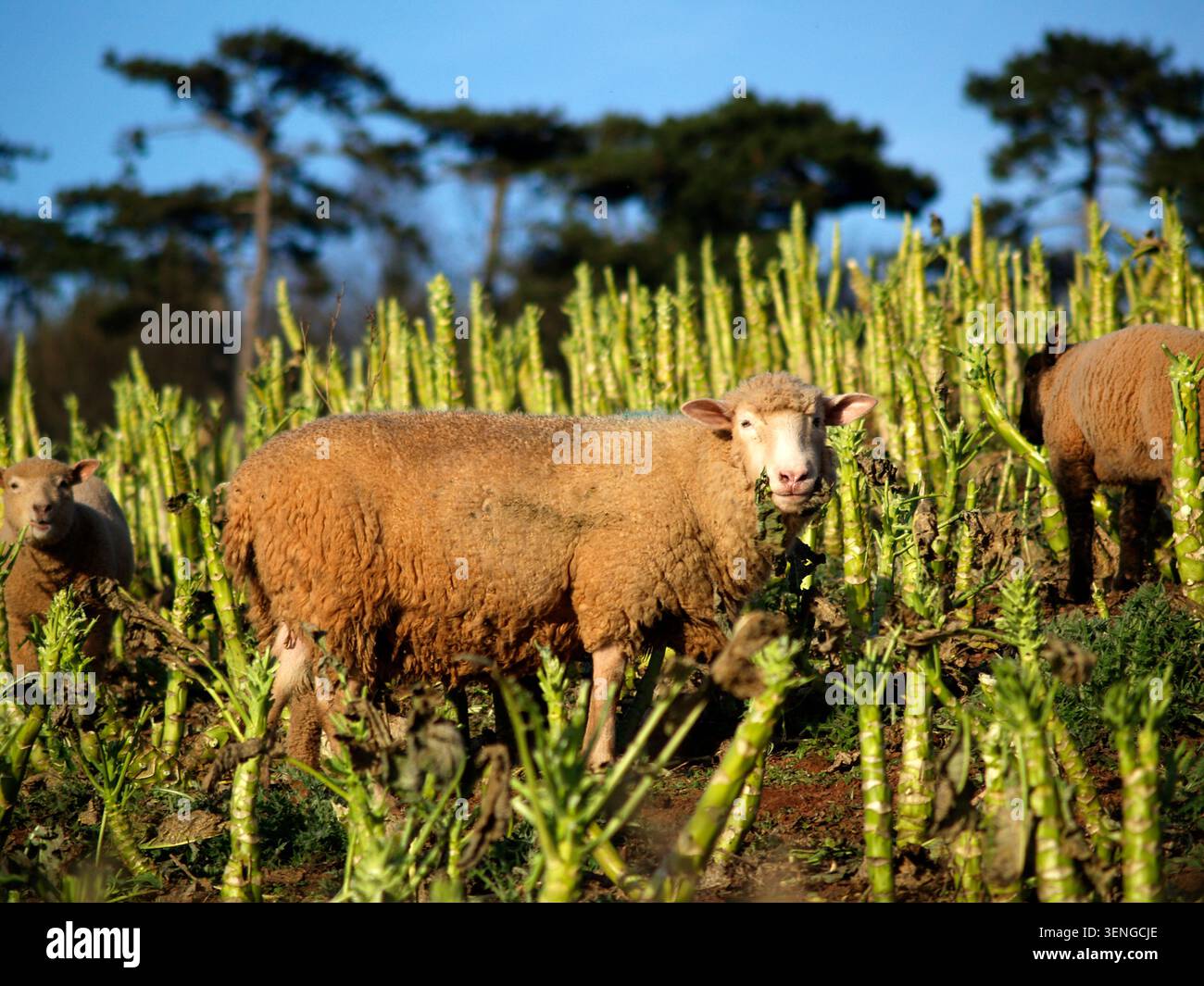 Una pecora dalla faccia bianca con il suo feltro normalmente bianco macchiato di marrone rosso dalla terra rossa del Devon meridionale visto qui in un campo di gambi di Brassica. Foto Stock