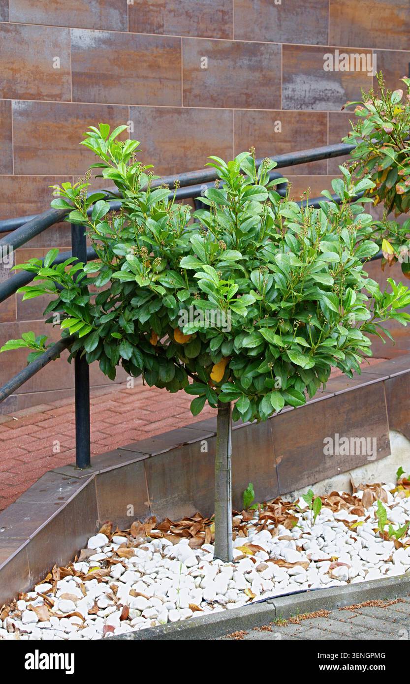 alloro di ciliegio sotto forma di albero standard per decorare terrazze o patii. Foto di alta qualità Foto Stock