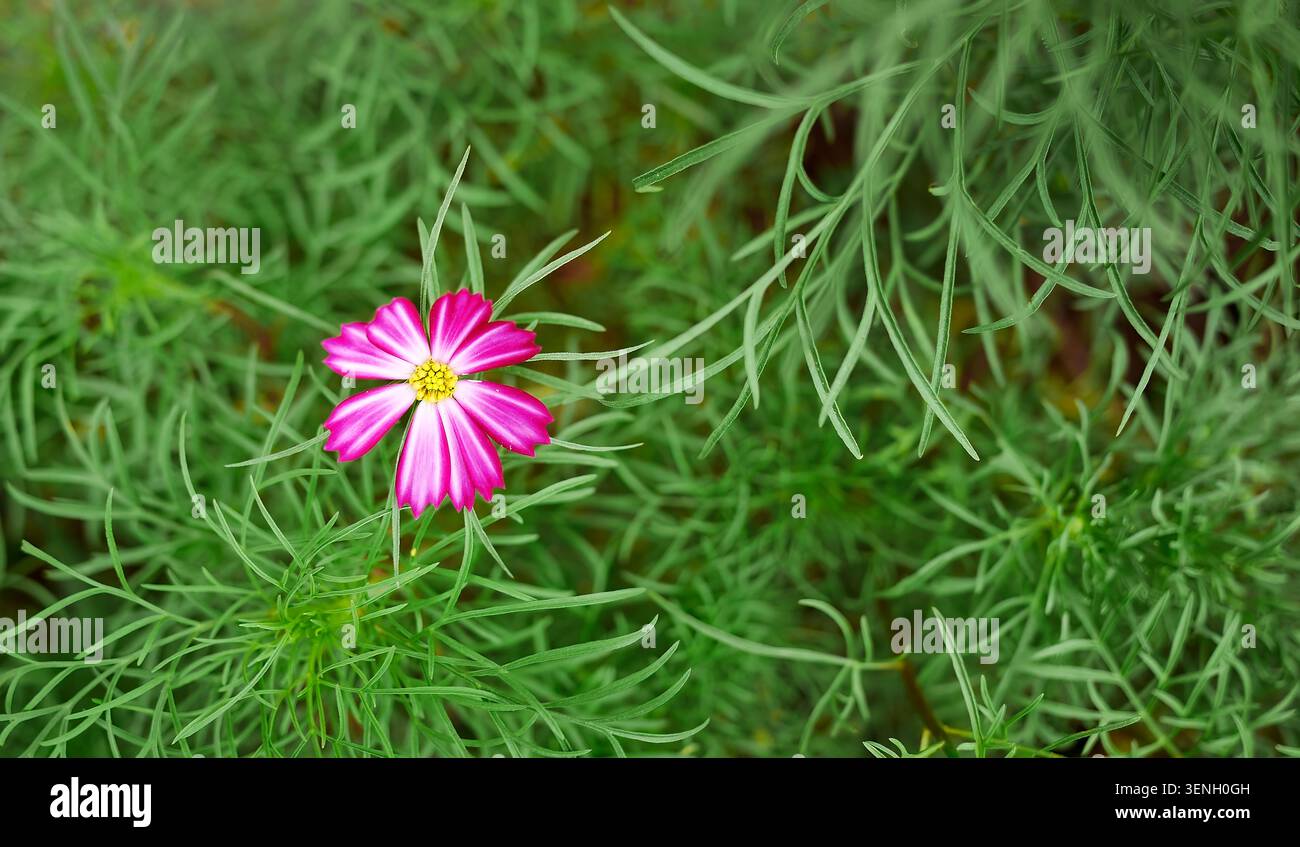 Foto macro dall'alto di un fiore cosmo bianco e rosa intenso e solitario (Cosmos bipinnatus). La delicata fioritura è circondata da un sottile filetto tipo gr Foto Stock