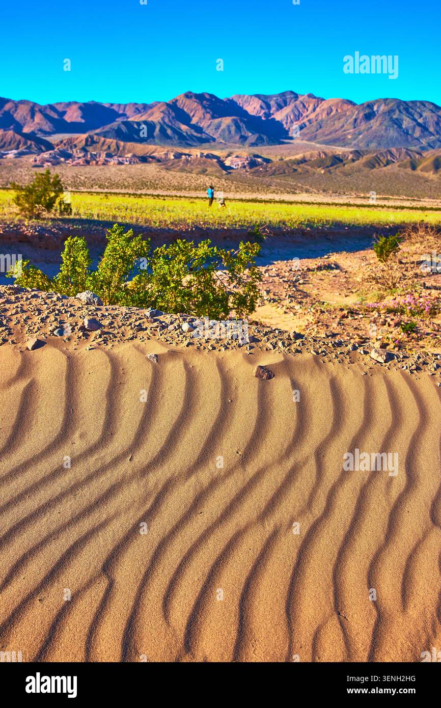 Le dune di sabbia sfoggiano il deserto in fiore e le montagne Rugged all'alba Foto Stock