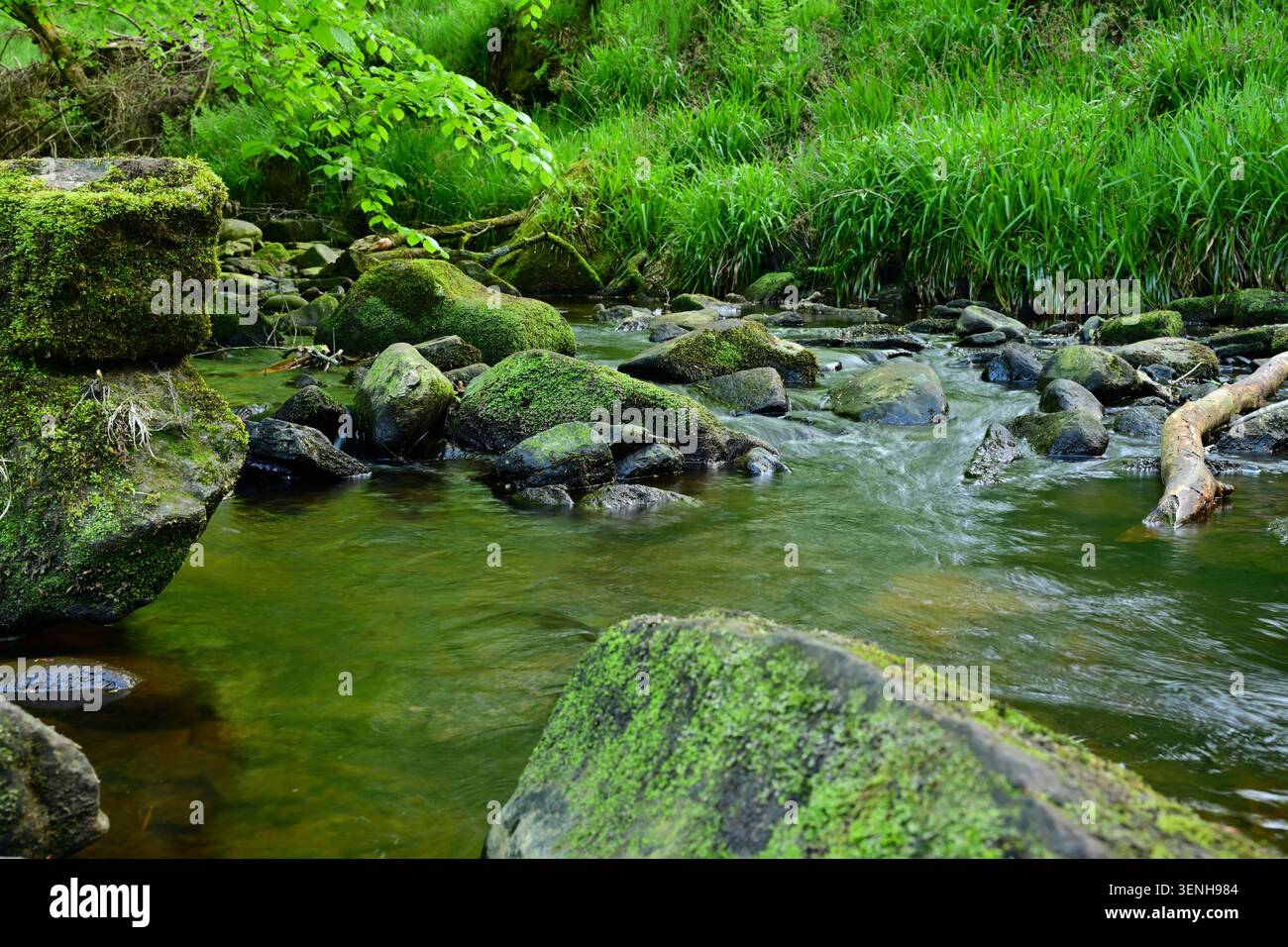 Pietre mossy nel limpido ruscello della foresta che scorre attraverso una vegetazione lussureggiante Foto Stock