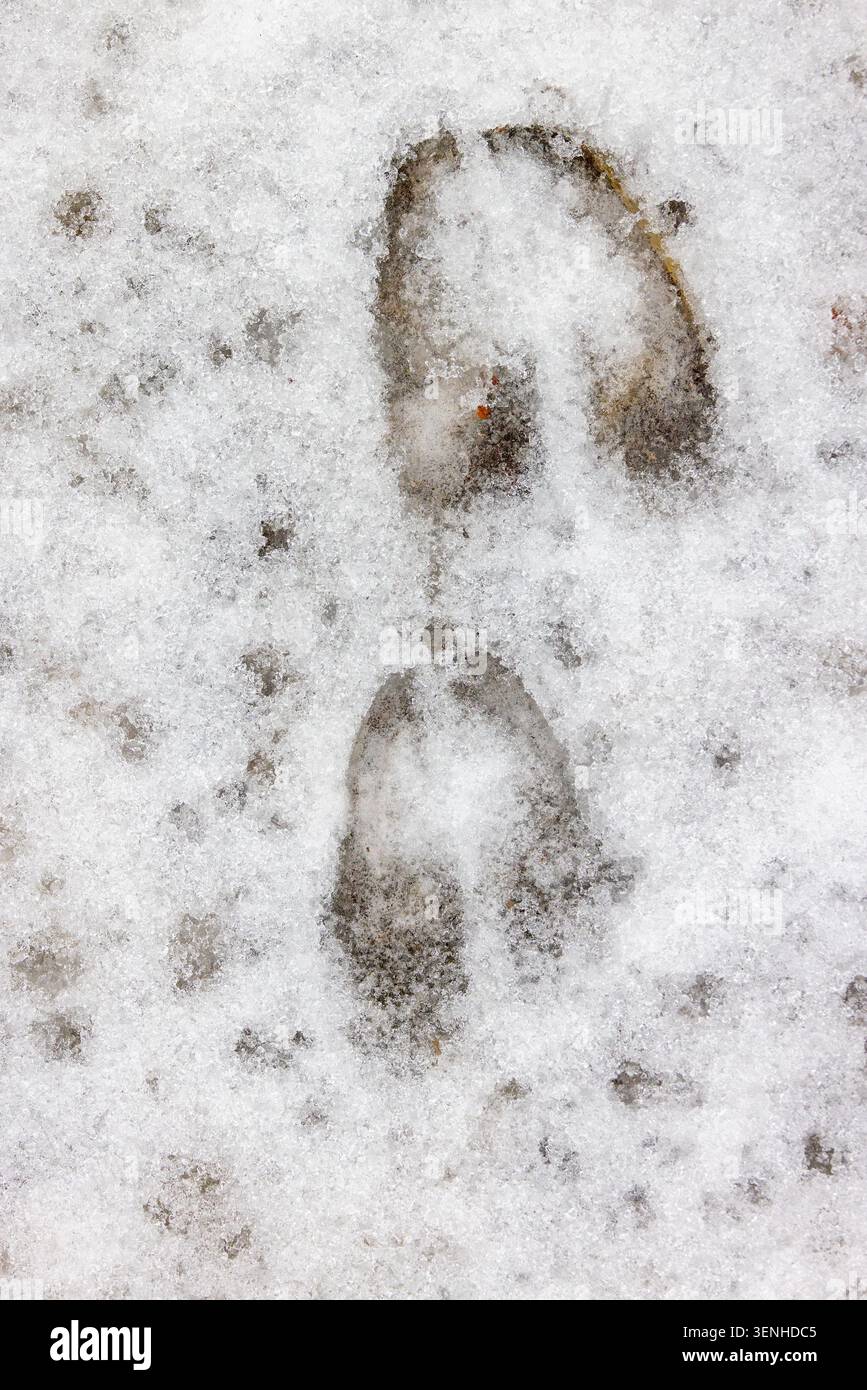 Cervo europeo (Dama dama) primo piano di piste / impronte sulla neve in inverno Foto Stock