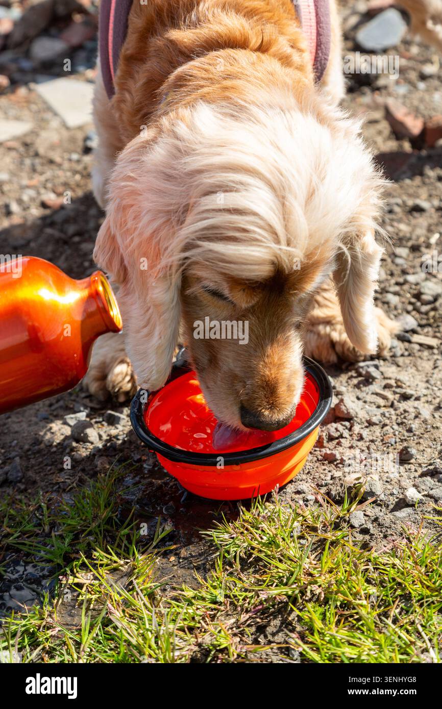 Un cane inglese Cocker Spaniel che beve acqua da una ciotola per animali pieghevole e portatile. Foto Stock