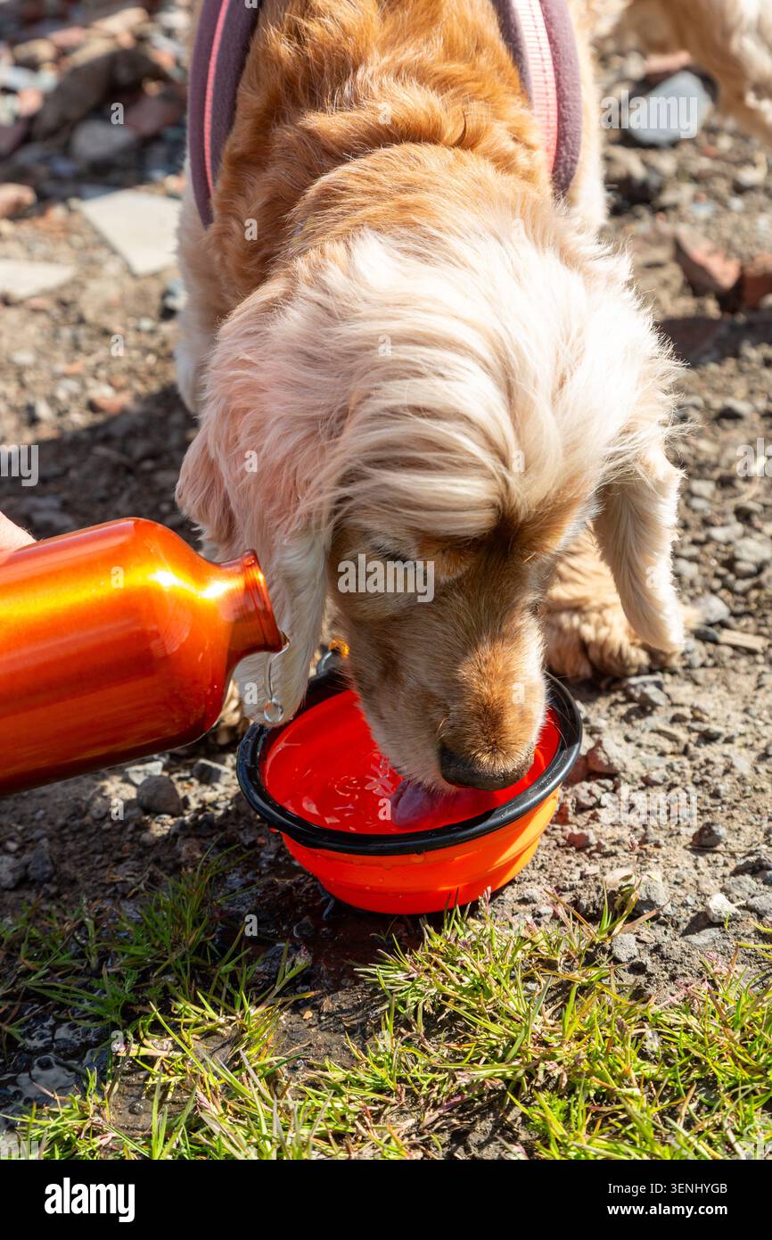 Un cane inglese Cocker Spaniel che beve acqua da una ciotola per animali pieghevole e portatile. Foto Stock