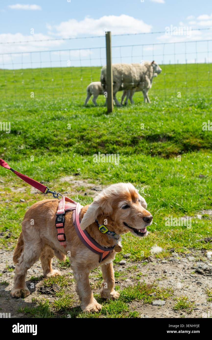 Cammina con un cane Cocker Spaniel in un passaggio davanti alle pecore di un terreno agricolo, Fife, Scozia Foto Stock