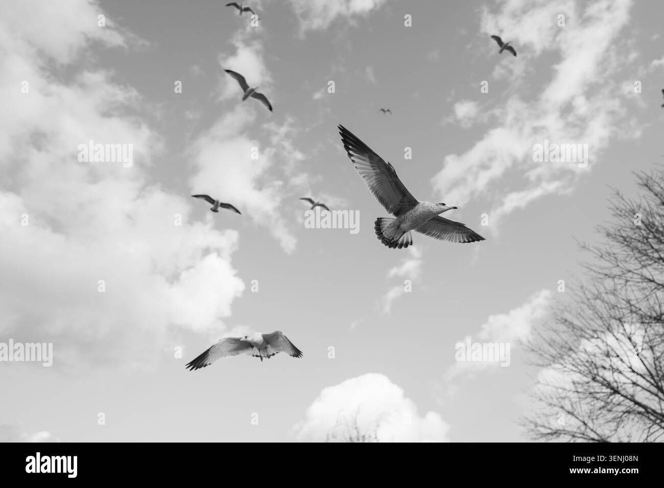 Gabbiani bianchi e neri che volano nel cielo nuvoloso Foto Stock