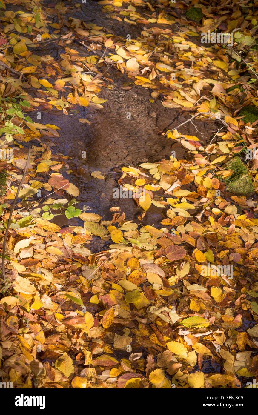 Foglie di olmo gialle e marroni cadute sull'acqua pulita e trasparente di un torrente forestale. Cornice autunnale, sfondo naturale dai colori caldi. Copia spazio. Foto Stock