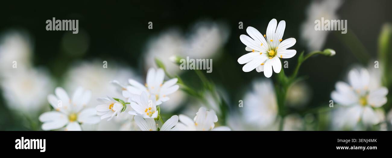Foto da sogno di piccoli fiori primaverili di starwort bianchi su sfondo scuro sfocato in un formato panoramico molto ampio Foto Stock