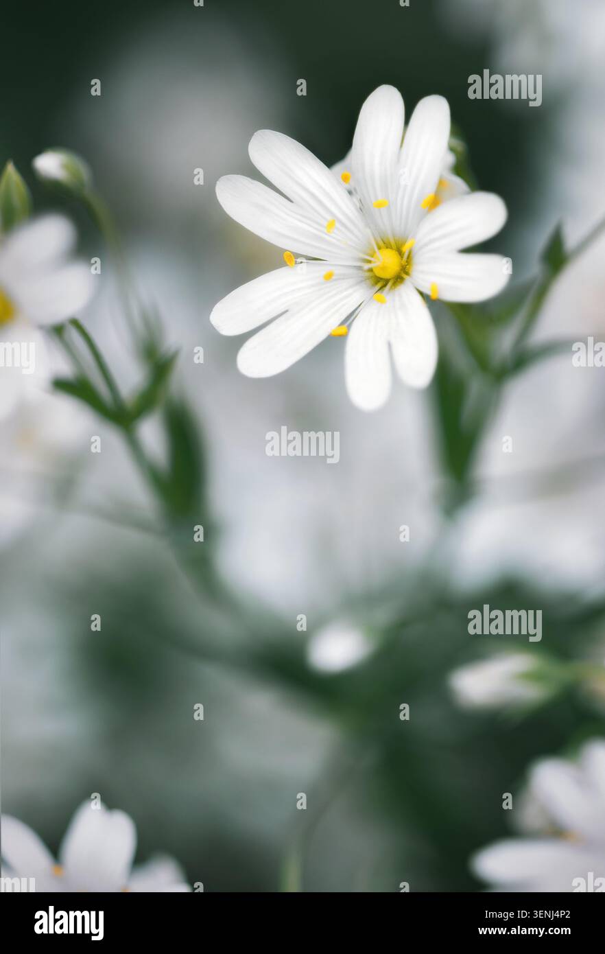 Foto da sogno di piccoli fiori primaverili di starwort bianchi su sfondo scuro sfocato in formato verticale Foto Stock