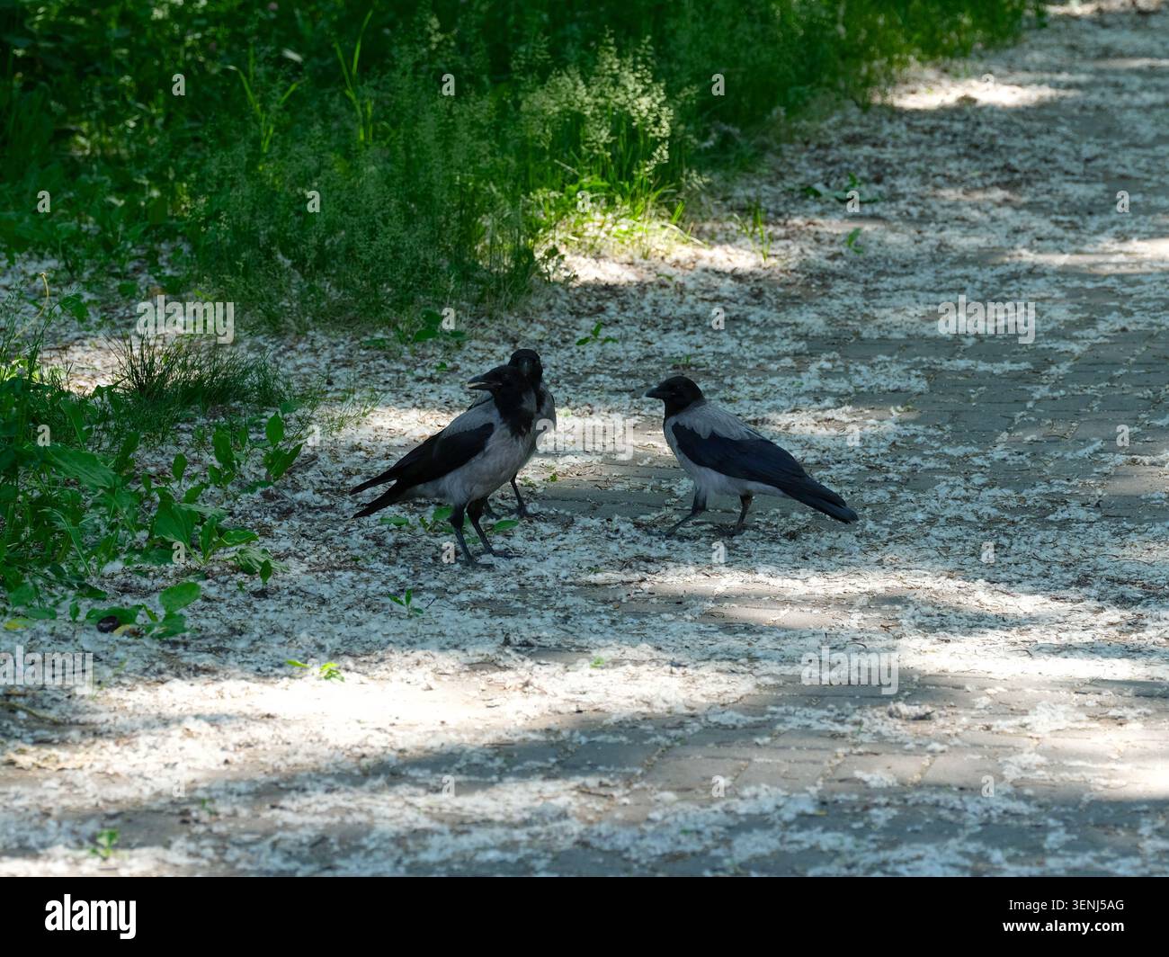 Un gruppo di tre corvi incappucciati in piedi su un sentiero del parco coperto di pioppi bianchi. Foto Stock