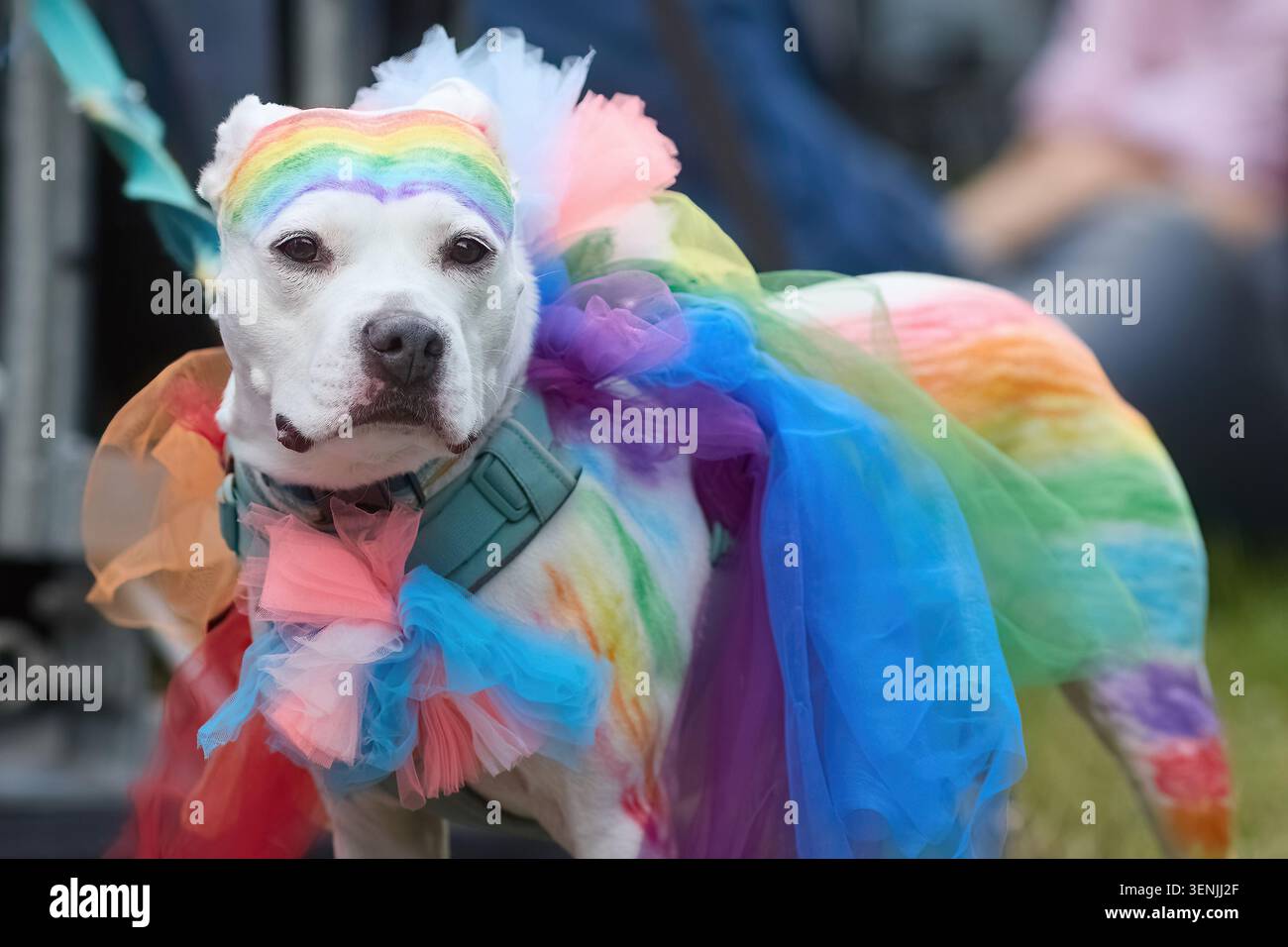 Cane da toro che celebra l'orgoglio con il costume arcobaleno Foto Stock