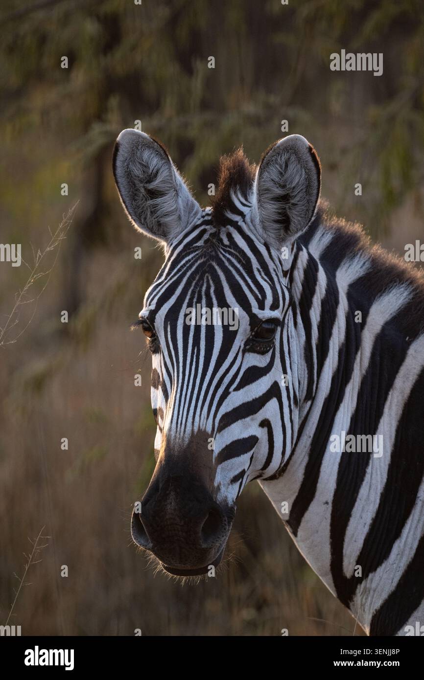 Ritratto ravvicinato di una zebra delle pianure nella calda luce dorata della sera sulla savana del Serengeti, Tanzania. Foto Stock