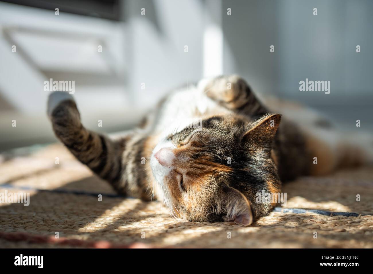 Il gatto calico pigro è sdraiato sul tappeto di iuta a casa, crogiolandosi al sole e dormendo. Vita degli animali domestici. Foto Stock