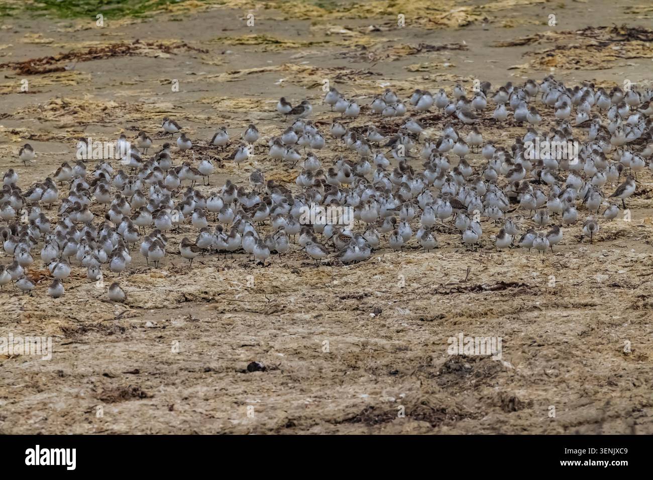 I pipistrelli si sono radunati sulla spiaggia di Moss Landing sulla baia di Monterey, California, Stati Uniti Foto Stock