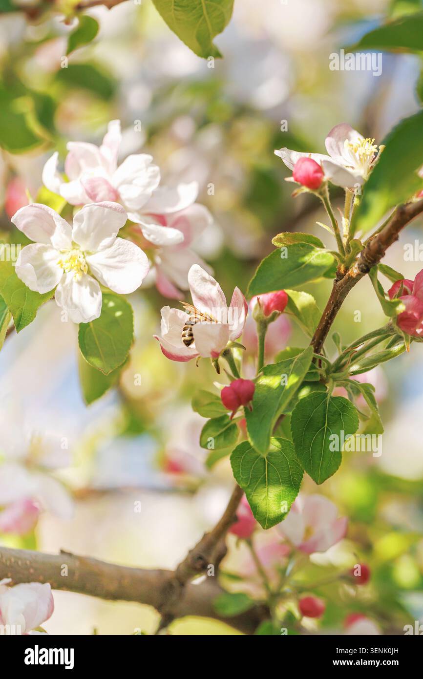 Fiori di mele impollinanti api al Branch Spring Garden Foto Stock