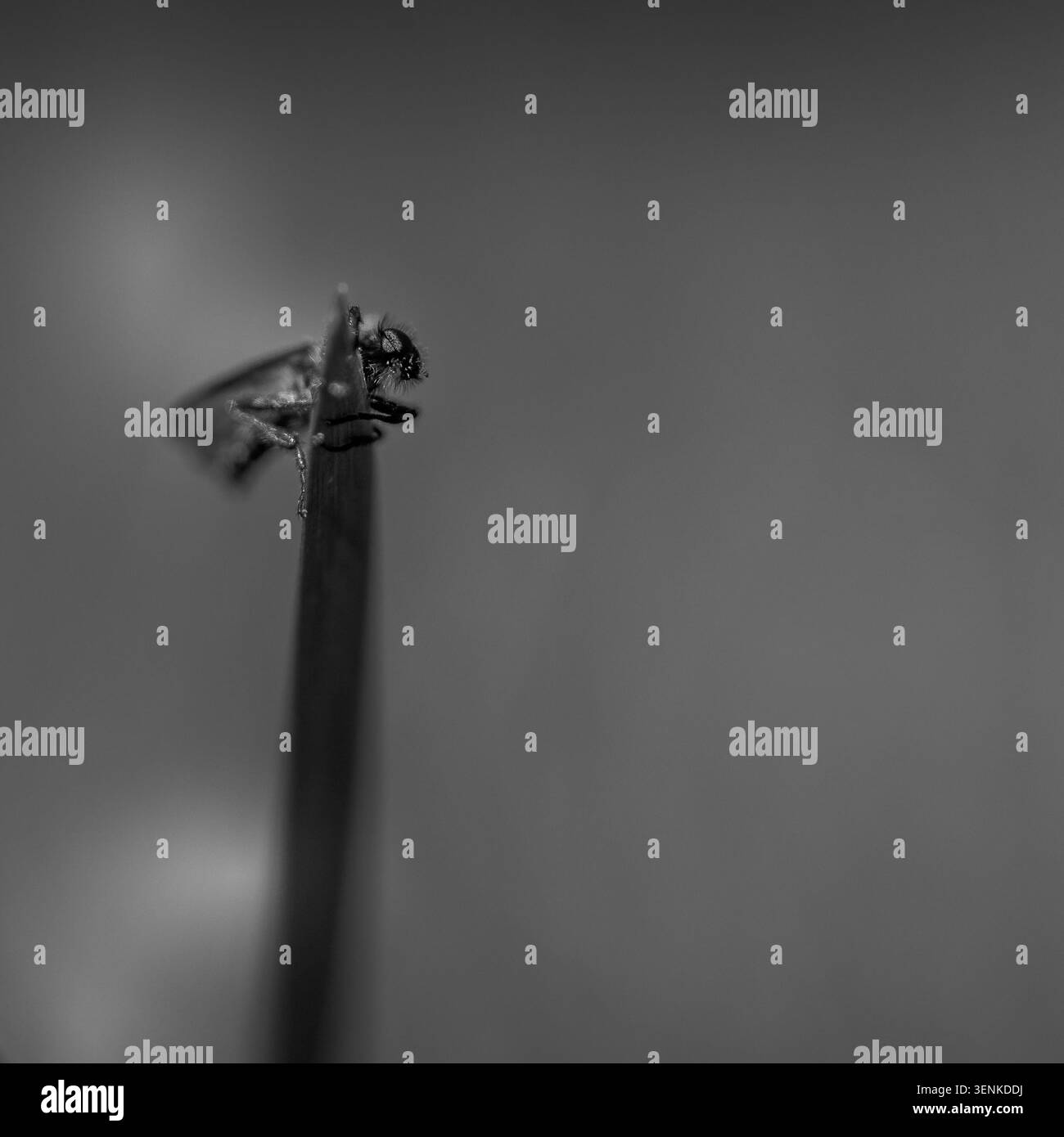 Macro minimalista di piccoli insetti su lama d'erba in monocromia Foto Stock