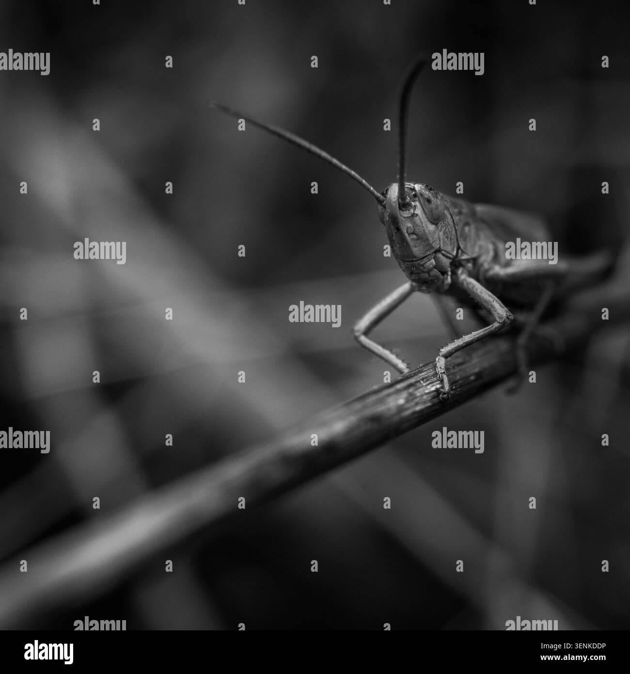 Grasshopper che poggia su un ramo nella macro fotografia in bianco e nero Foto Stock