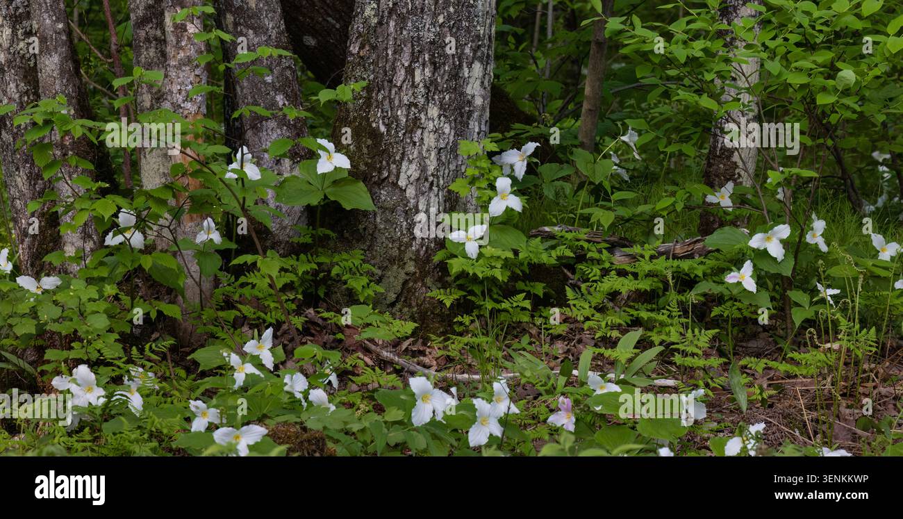 Trillium una mattina di maggio nel Wisconsin settentrionale. Foto Stock