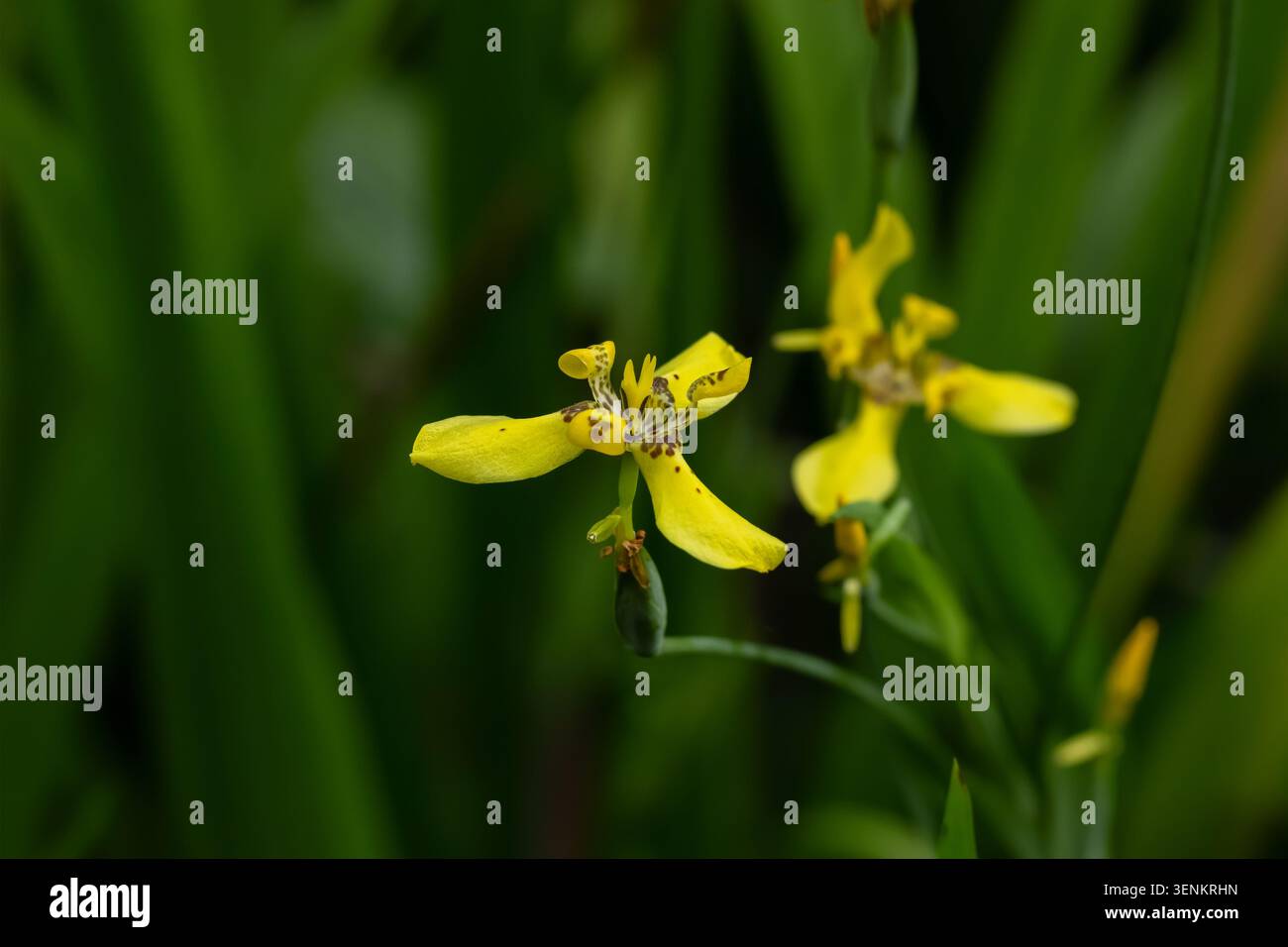 I fiori gialli di Trimezia martinicensis (Martinica trimezia o Iris gialli da passeggio) fioriscono in mezzo a un verde vegetale lussureggiante nella pioggia tropicale Foto Stock