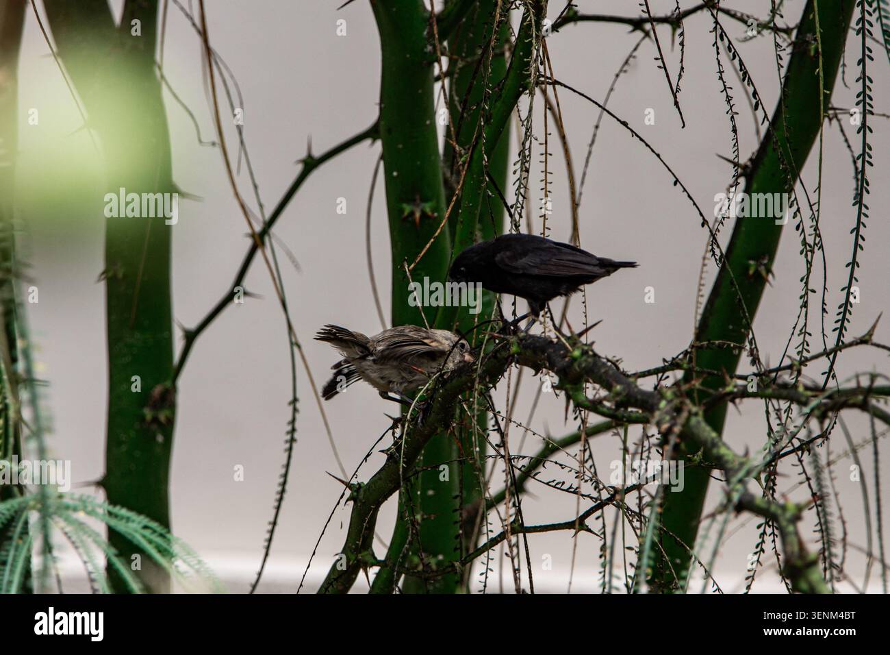 Darwin Finches arroccato su rami spinosi nelle Galapagos Foto Stock