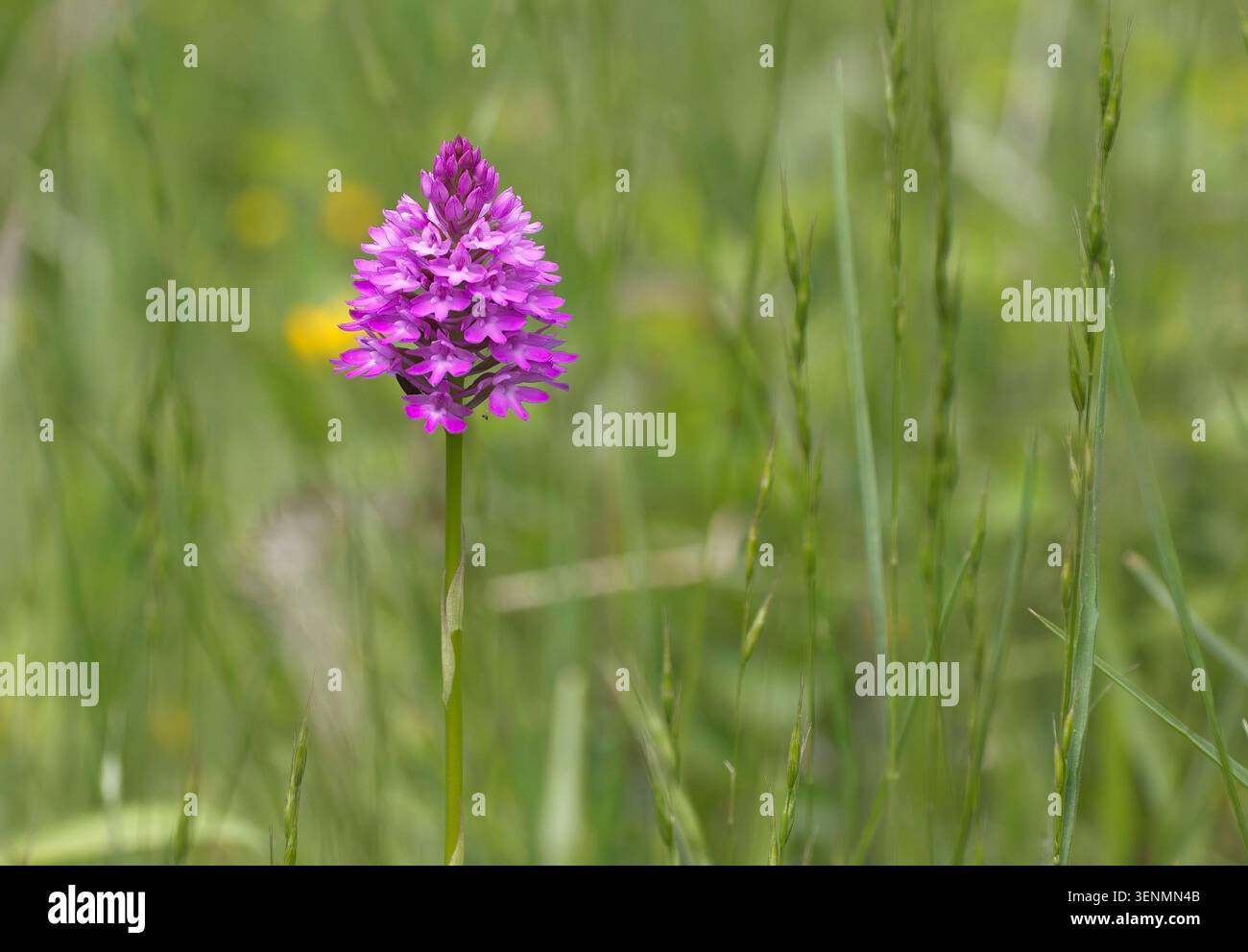 Orchidea piramidale (Anacamptis pyramidalis), un singolo picco di fiori, Green Down, Somerset, Regno Unito. Foto Stock
