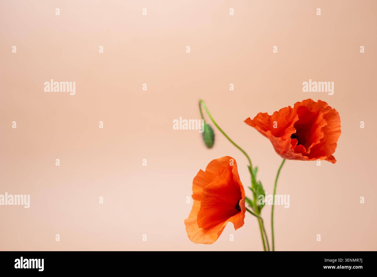 Fiori di papavero rossi con boccioli su morbido sfondo beige, simbolo della memoria e concetto del ciclo di vita con spazio di copia Foto Stock