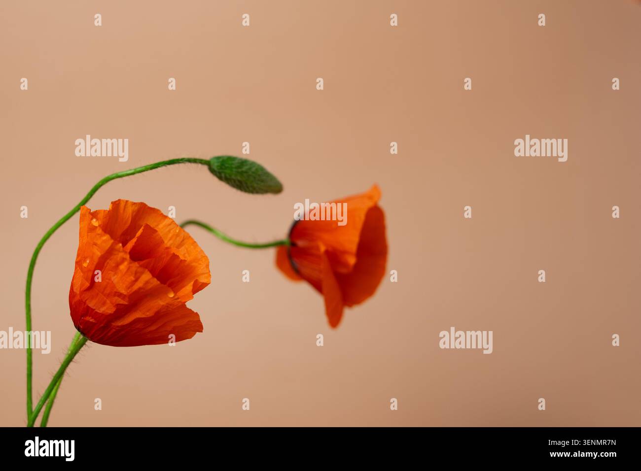 Fiori di papavero rossi con boccioli su morbido sfondo beige, simbolo della memoria e concetto del ciclo di vita con spazio di copia Foto Stock