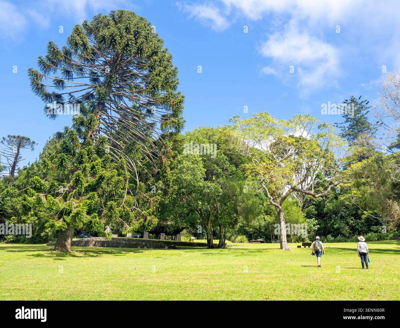 Area picnic di Maiala, parco nazionale D'Aguilar Foto Stock