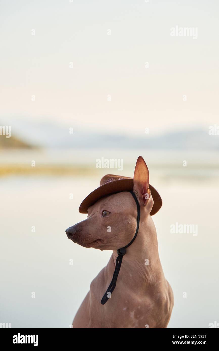 Il cane American Hairless Terrier si posa vicino all'acqua all'aperto. Scene naturali pulite con spazio di copia per progetti commerciali e di lifestyle. Foto Stock