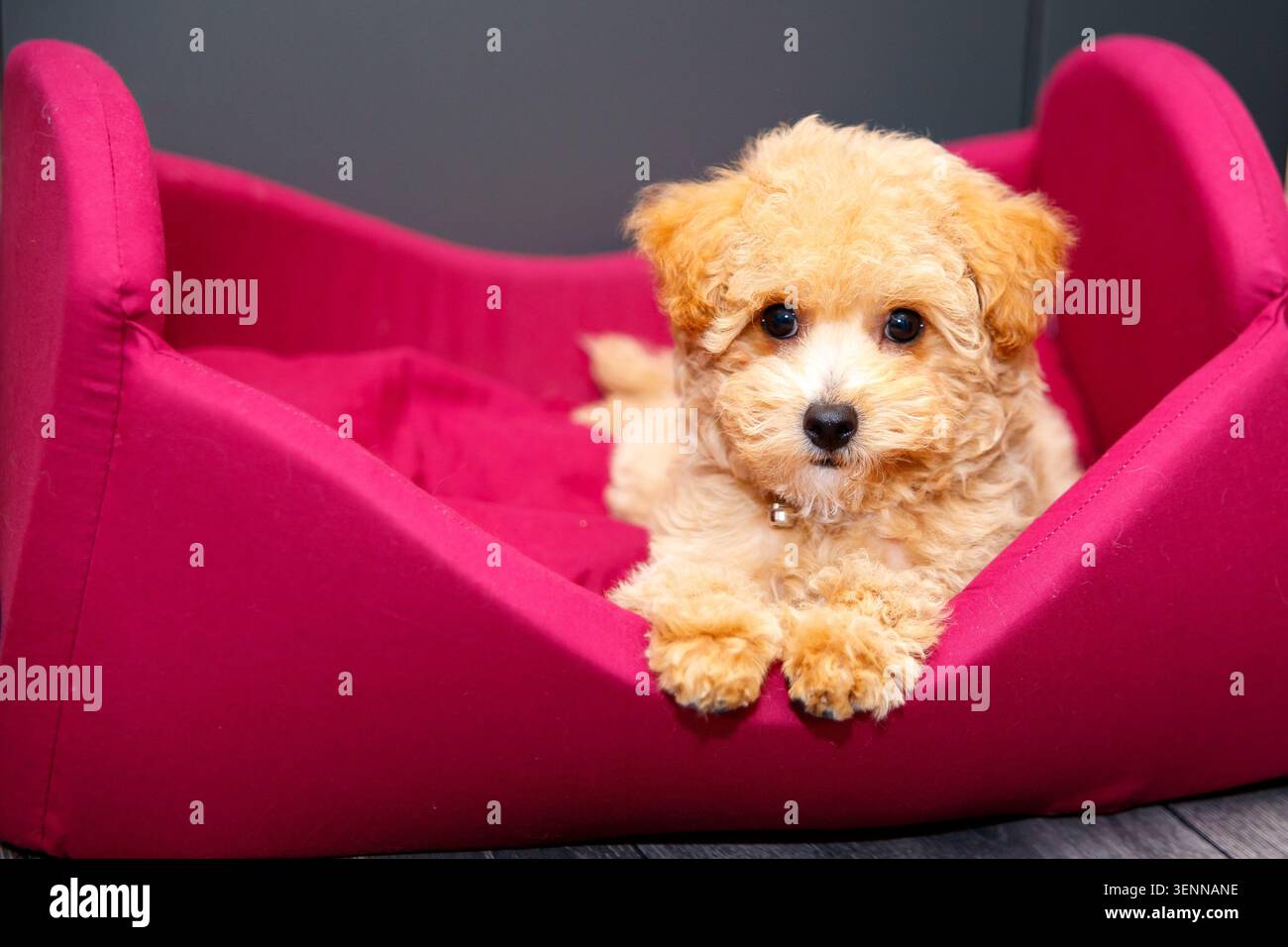 Ritratto di cane Maltipoo albicocca con pelliccia riccia Foto Stock