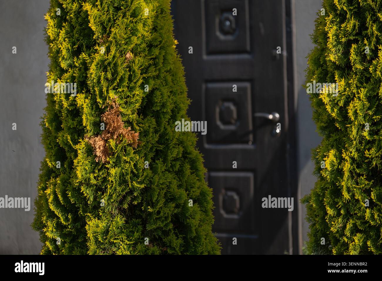 Primo piano di alberi di arborvitae con una sezione marrone visibile danneggiata vicino all'ingresso di una proprietà residenziale. L'immagine illustra lo stress delle piante, eve Foto Stock