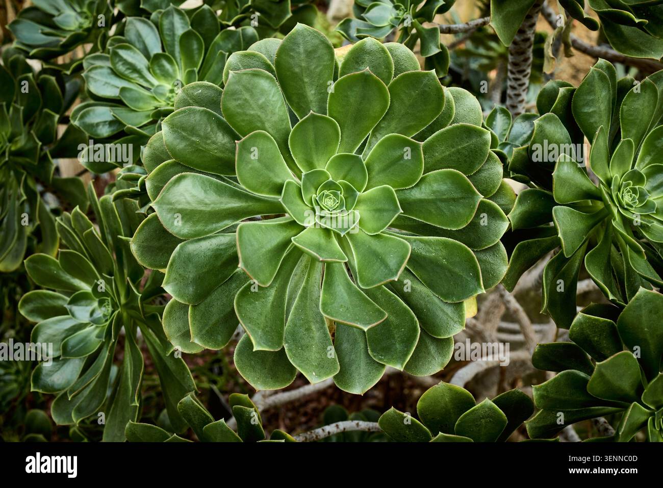 Eonio verde pianta succulenta che cresce in un giardino, con un motivo circolare a foglia di spirale Foto Stock