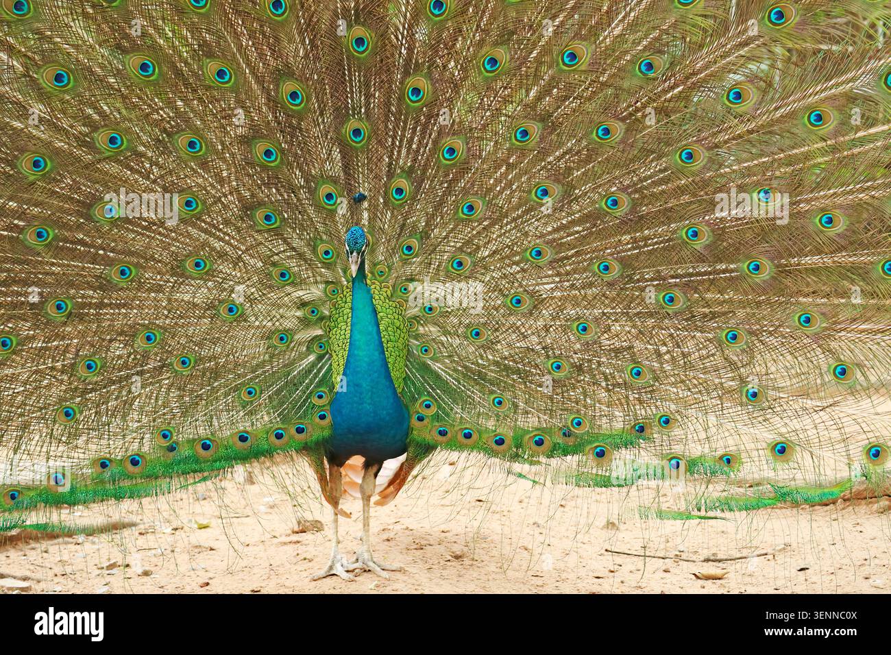 Ripresa completa di un pavone maschio che si aggrappa a terra durante un magnifico spettacolo di piume di coda Foto Stock