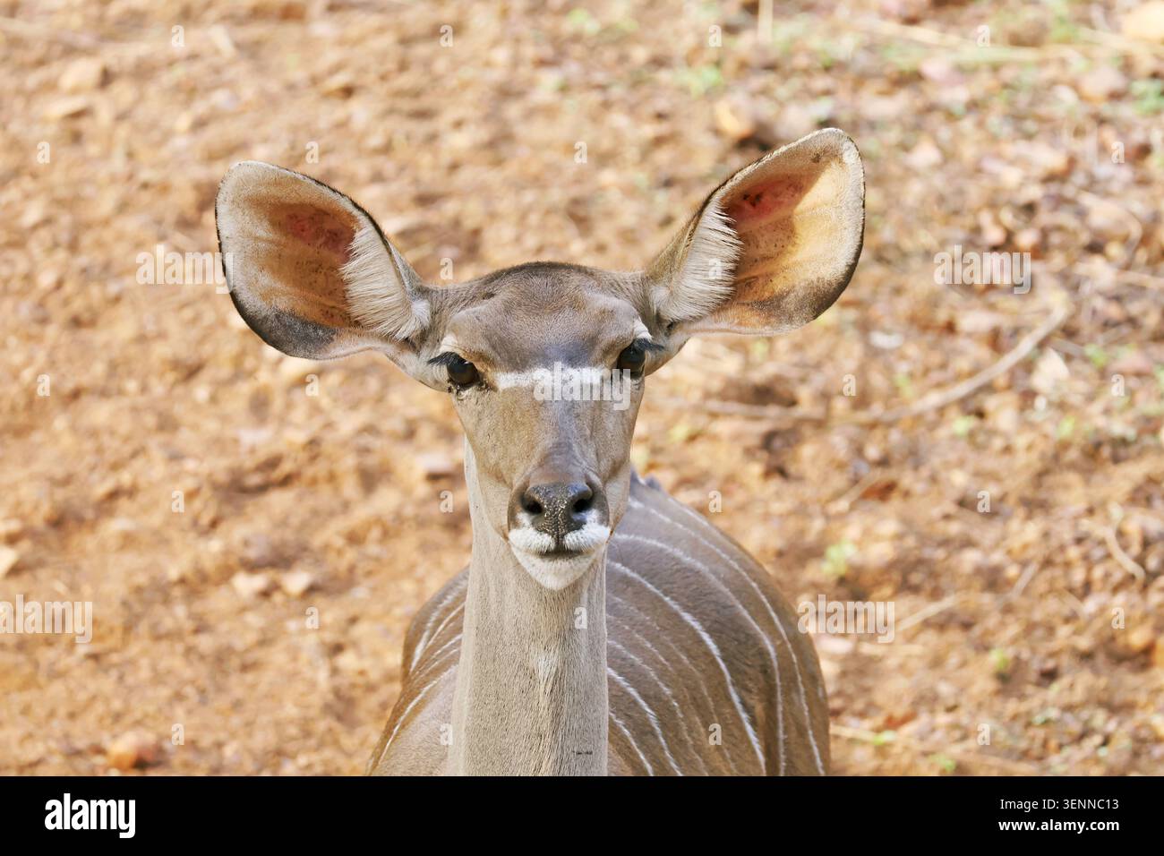 Ritratto della vista frontale di una piccola Kudu che guarda direttamente la fotocamera con grandi orecchie di allarme Foto Stock
