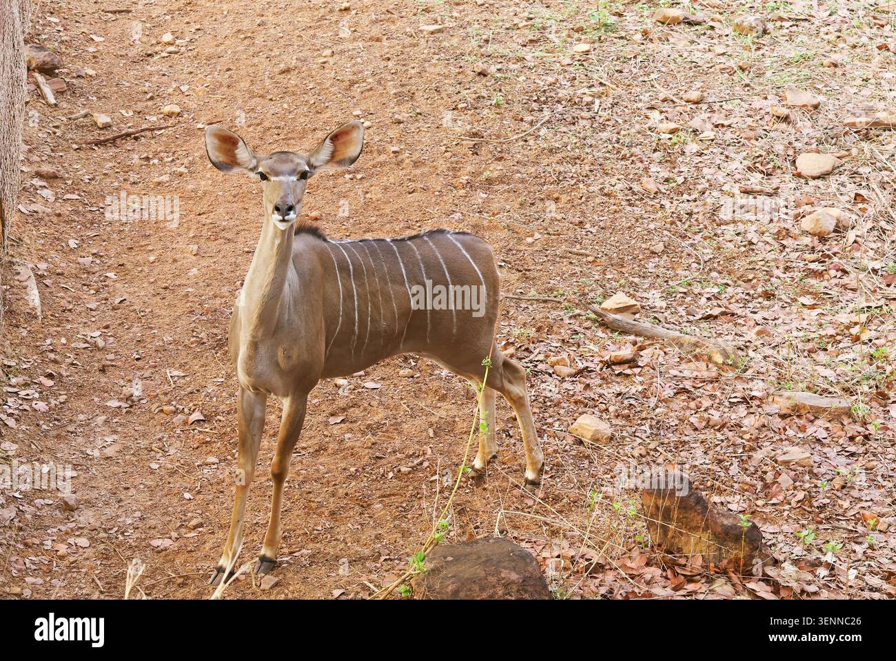 Ripresa completa di una femmina allerta, il piccolo Kudu, che sta a terra e guarda avanti in un recinto per safari Foto Stock