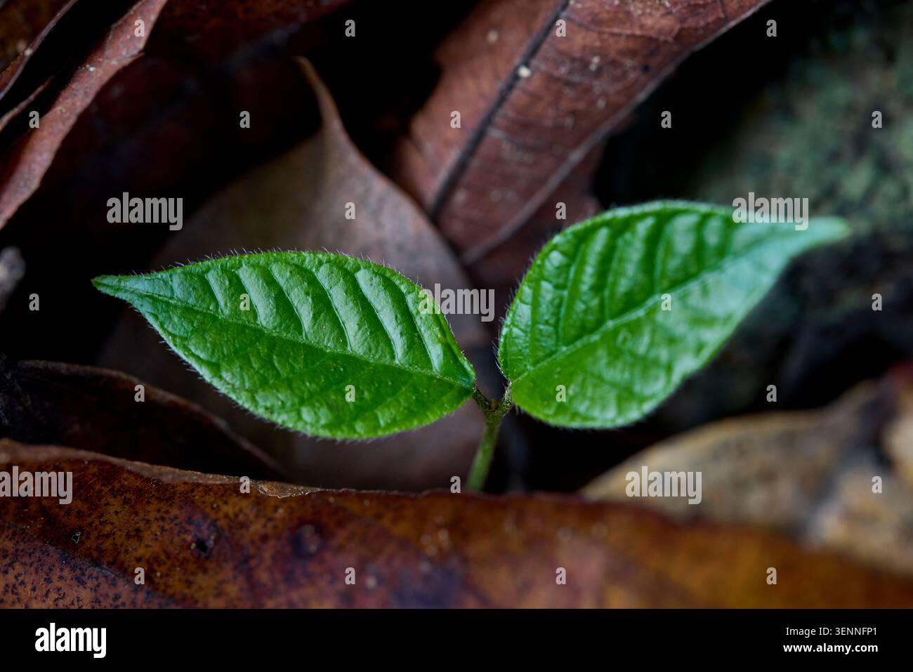 Due foglie verdi che crescono da terreno scuro circondate da foglie marroni secche Foto Stock
