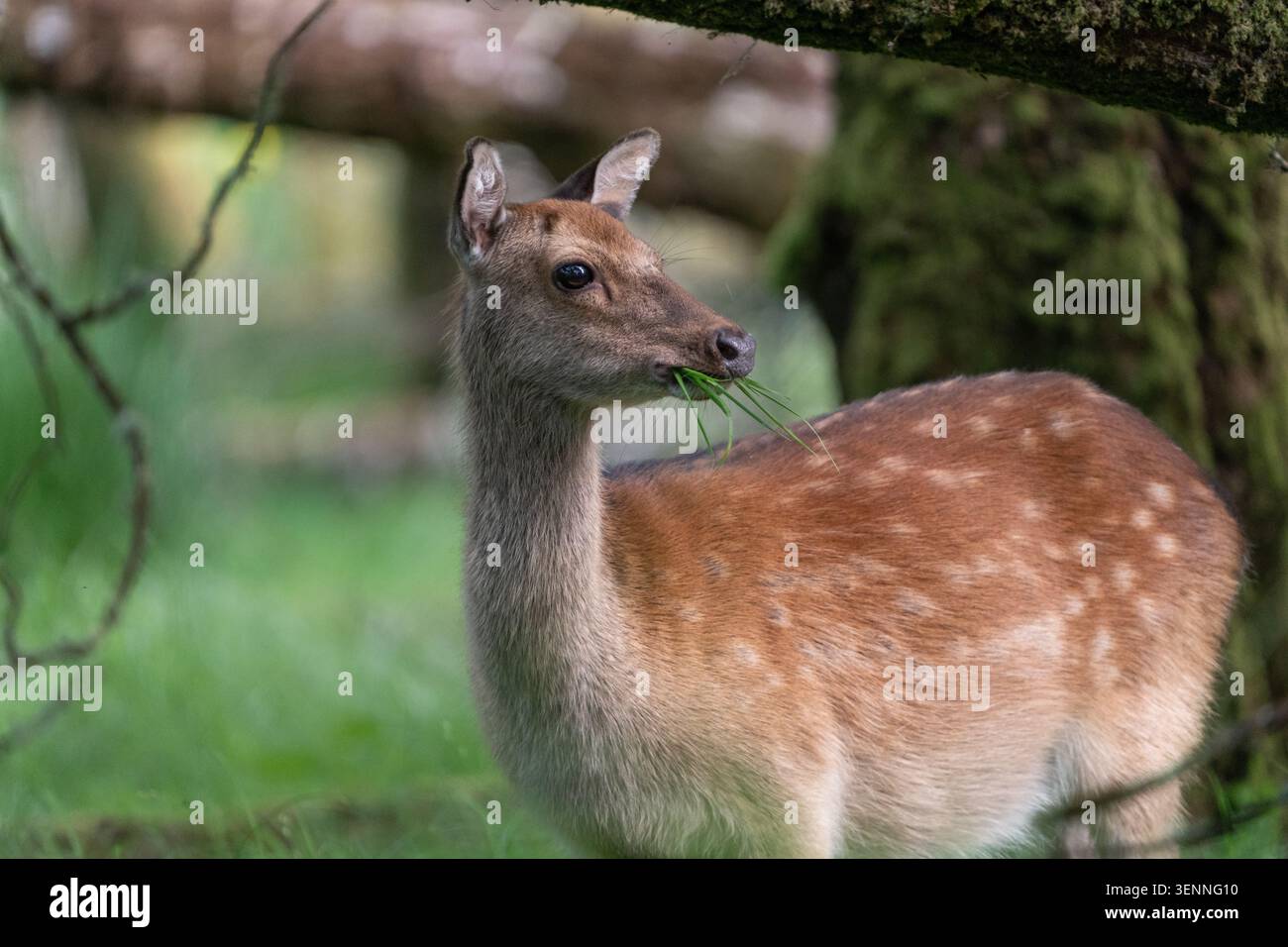 Il cervo Sika pascolava erba fresca in una foresta Foto Stock