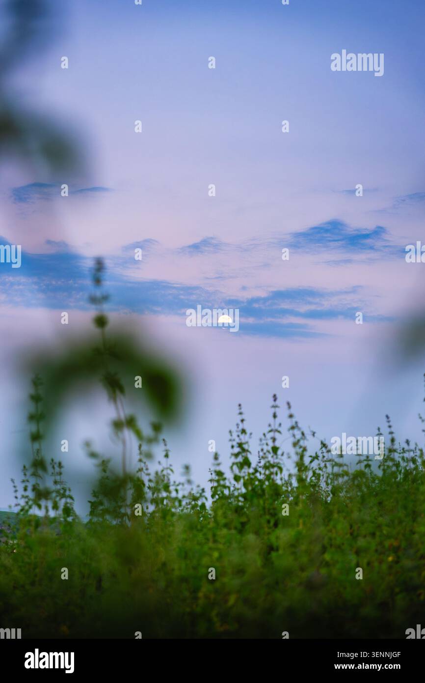 Un tramonto tranquillo dipinge il cielo con colori tenui su un corpo d'acqua, incorniciato da un vivace fogliame verde. Foto Stock